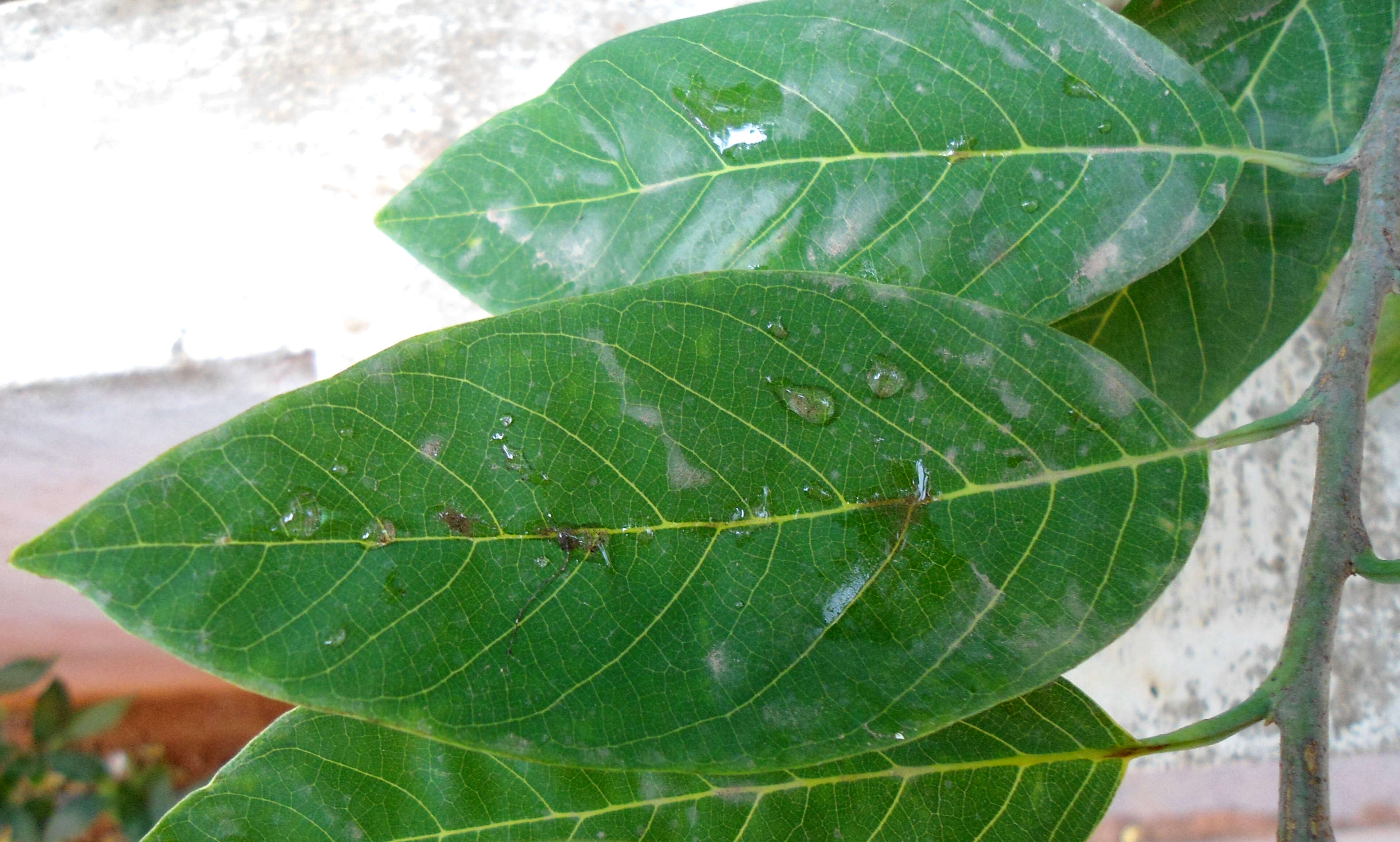 Image of sugar apple