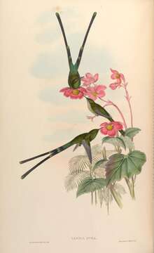 Image of Green-tailed Trainbearer