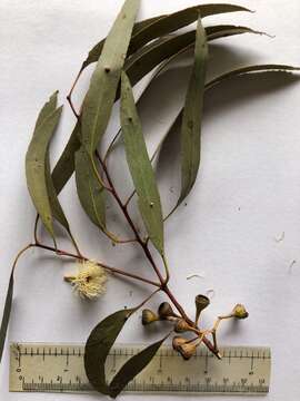 Image de Eucalyptus leucoxylon subsp. pruinosa (F. Müll. ex Miq.) D. J. Boland