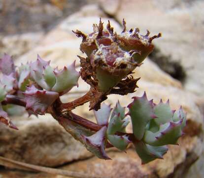 Imagem de Oscularia deltoides (L.) Schwant.