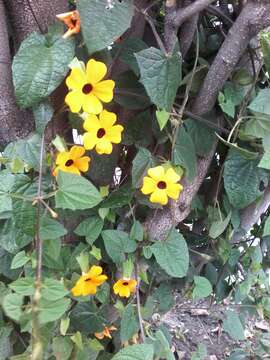 Image of blackeyed Susan vine