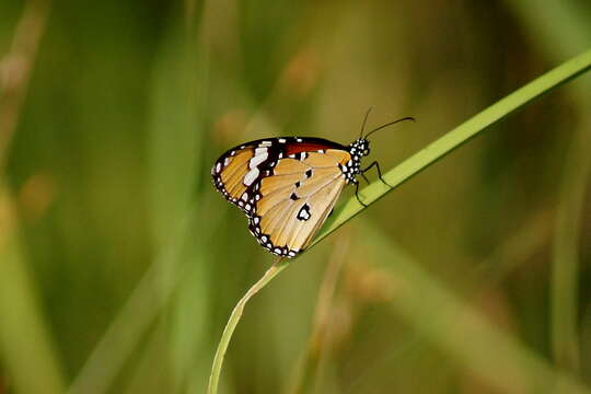 Image of Plain tiger