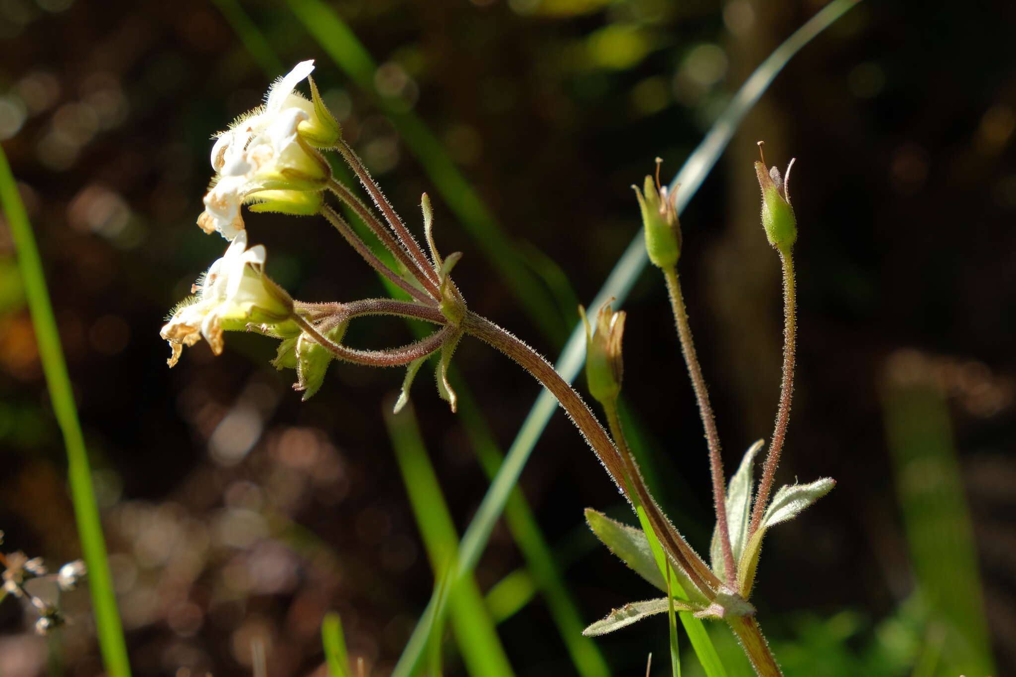 Imagem de Ourisia macrophylla subsp. lactea (L. B. Moore) Meudt