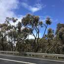 Image of Eucalyptus nortonii (Blakely) L. A. S. Johnson