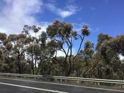 Image of Eucalyptus nortonii (Blakely) L. A. S. Johnson