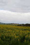 Image of European yellow lupine