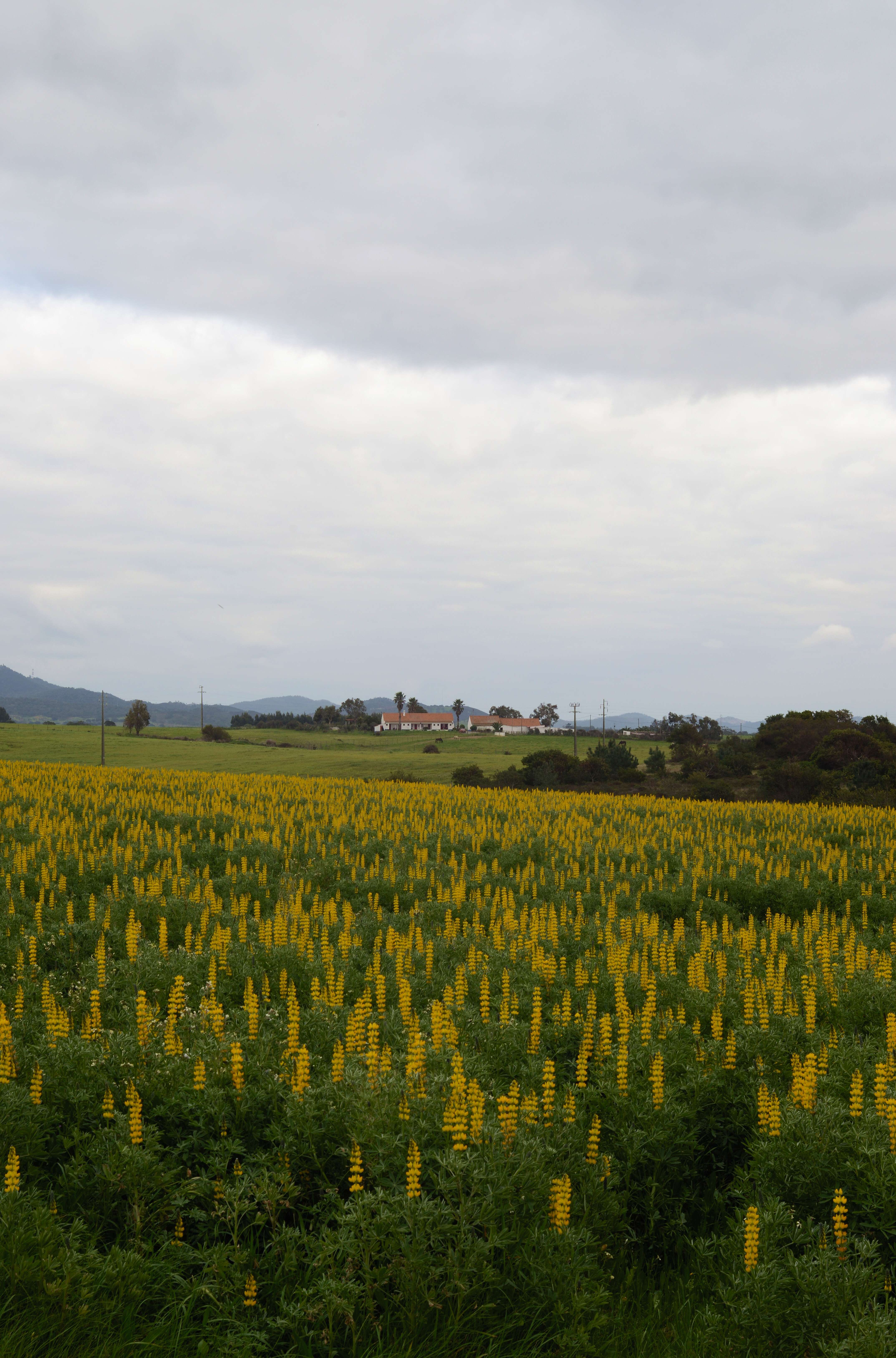 Image of European yellow lupine