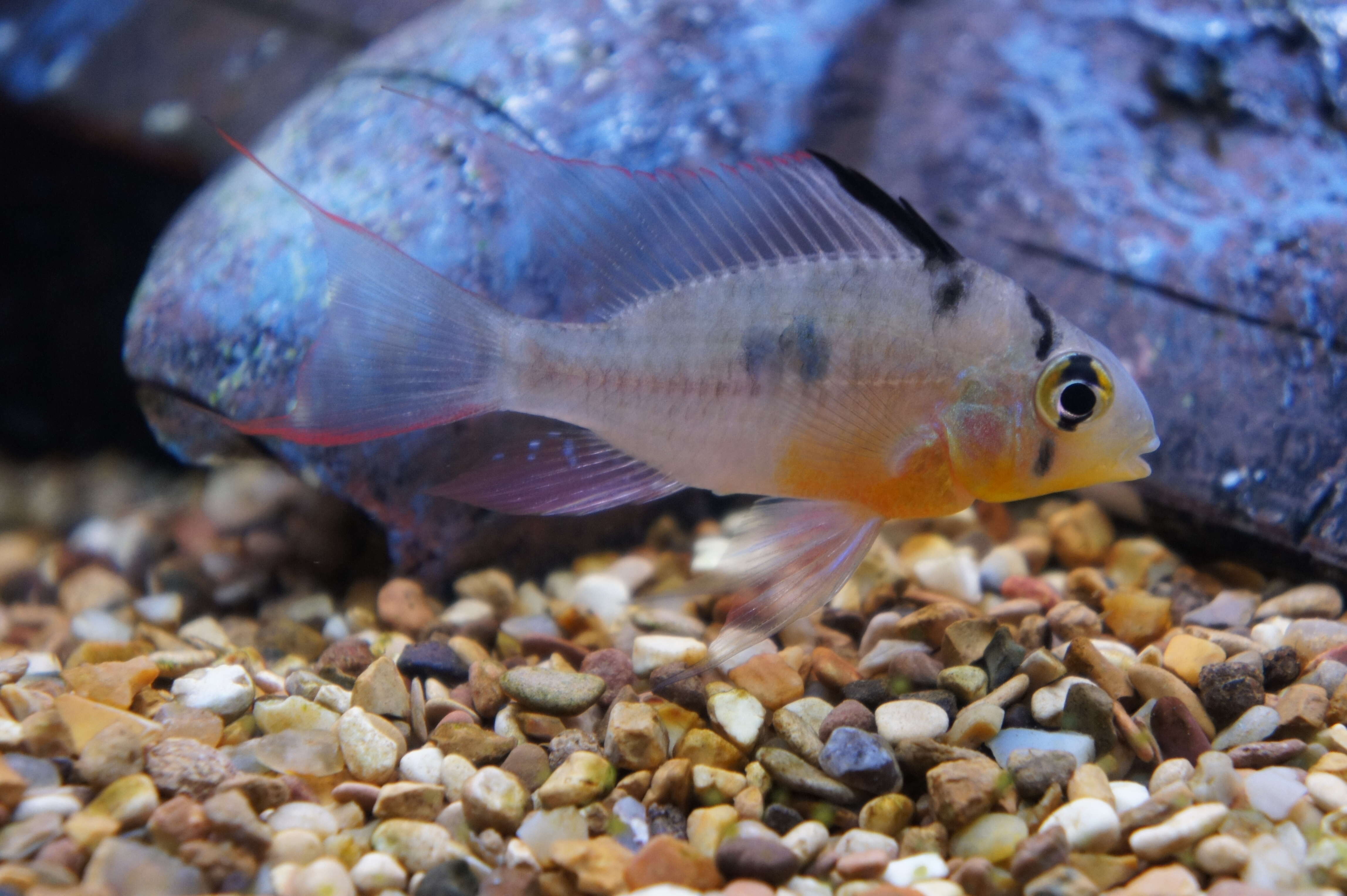 Image of Mikrogeophagus altispinosus (Haseman 1911)