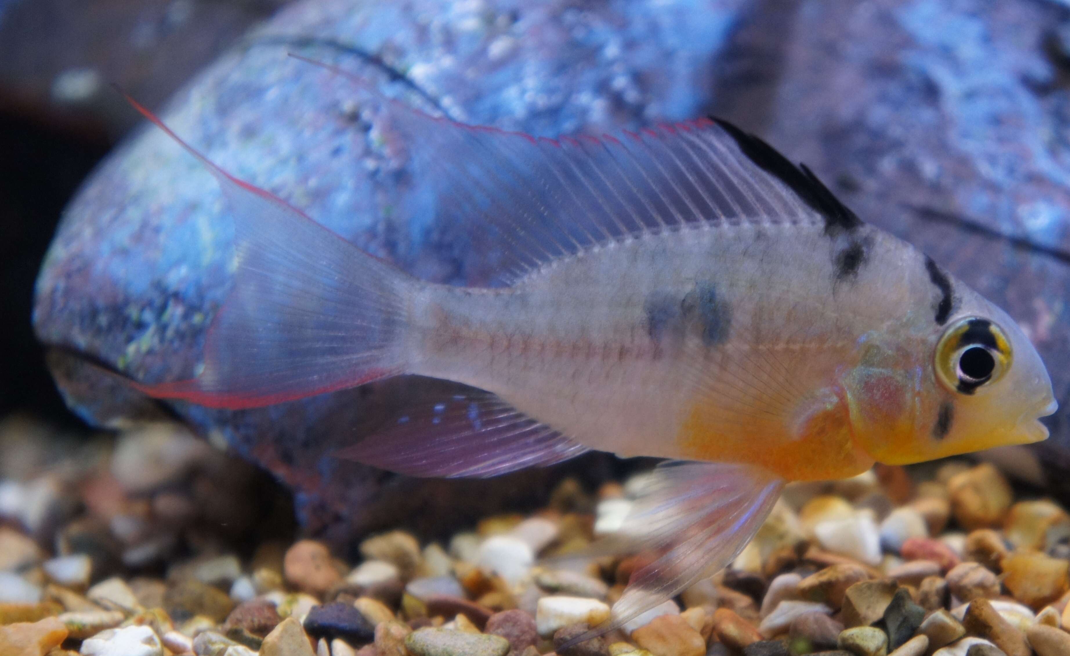 Image of Mikrogeophagus altispinosus (Haseman 1911)