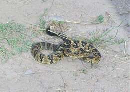 Image of Blacktail Rattlesnake