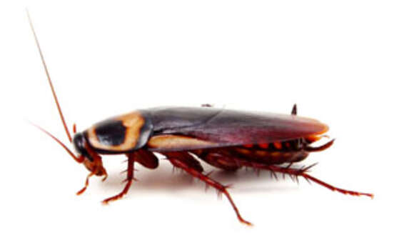 Image of american cockroach, ship cockroach