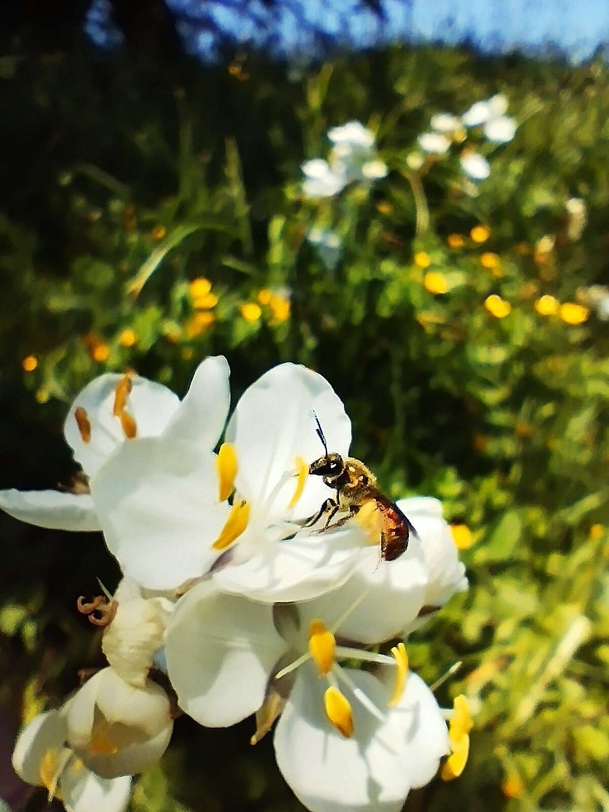 Corynura corinogaster (Spinola 1851) resmi