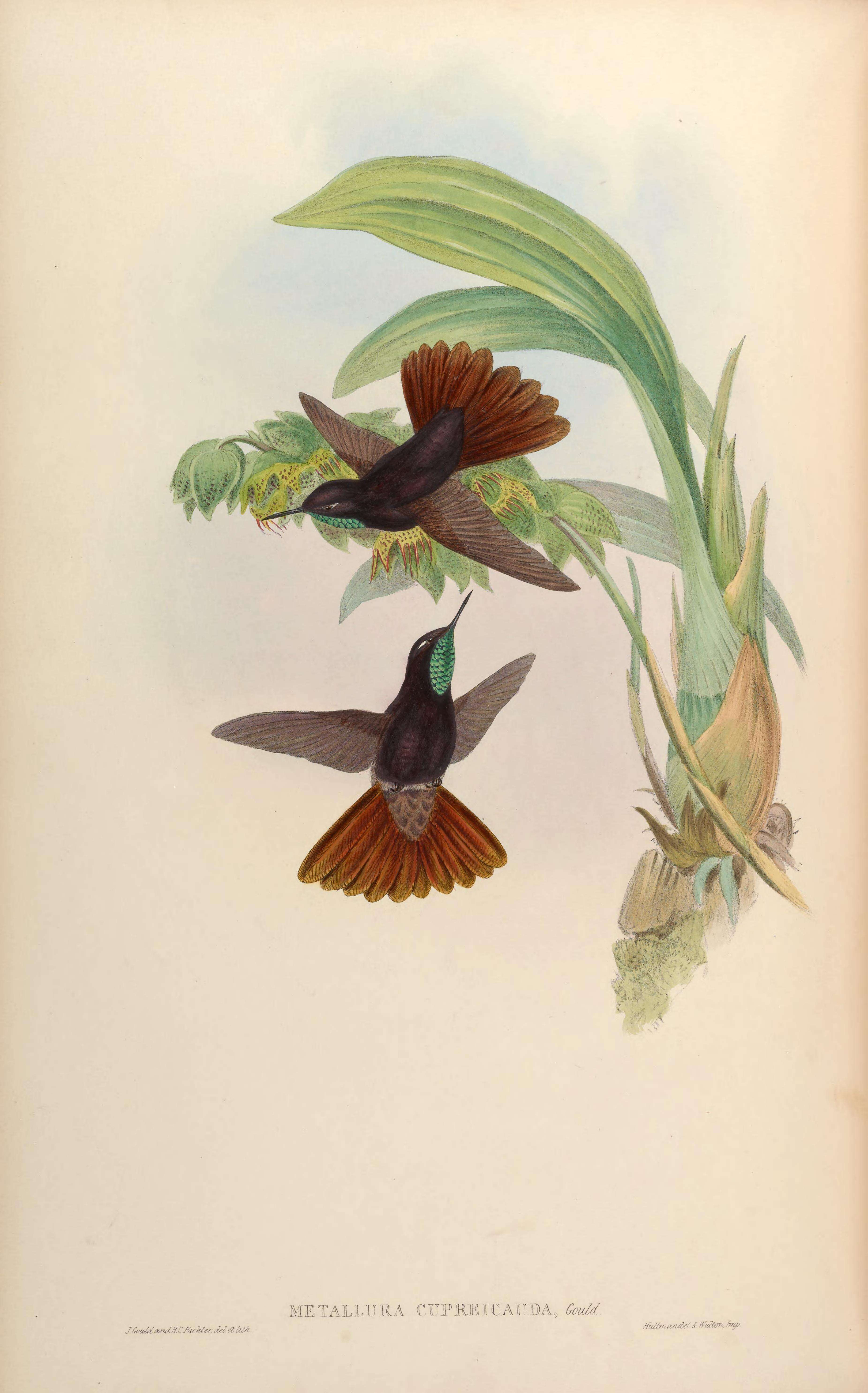 Image of Black Metaltail