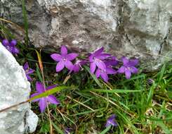 Image of Campanula arvatica Lag.