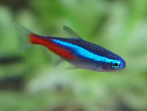 Image of Neon tetra