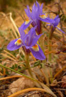 Image of Barbary Nut Iris