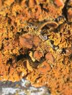 Image of Xanthoria aureola (Ach.) Erichsen