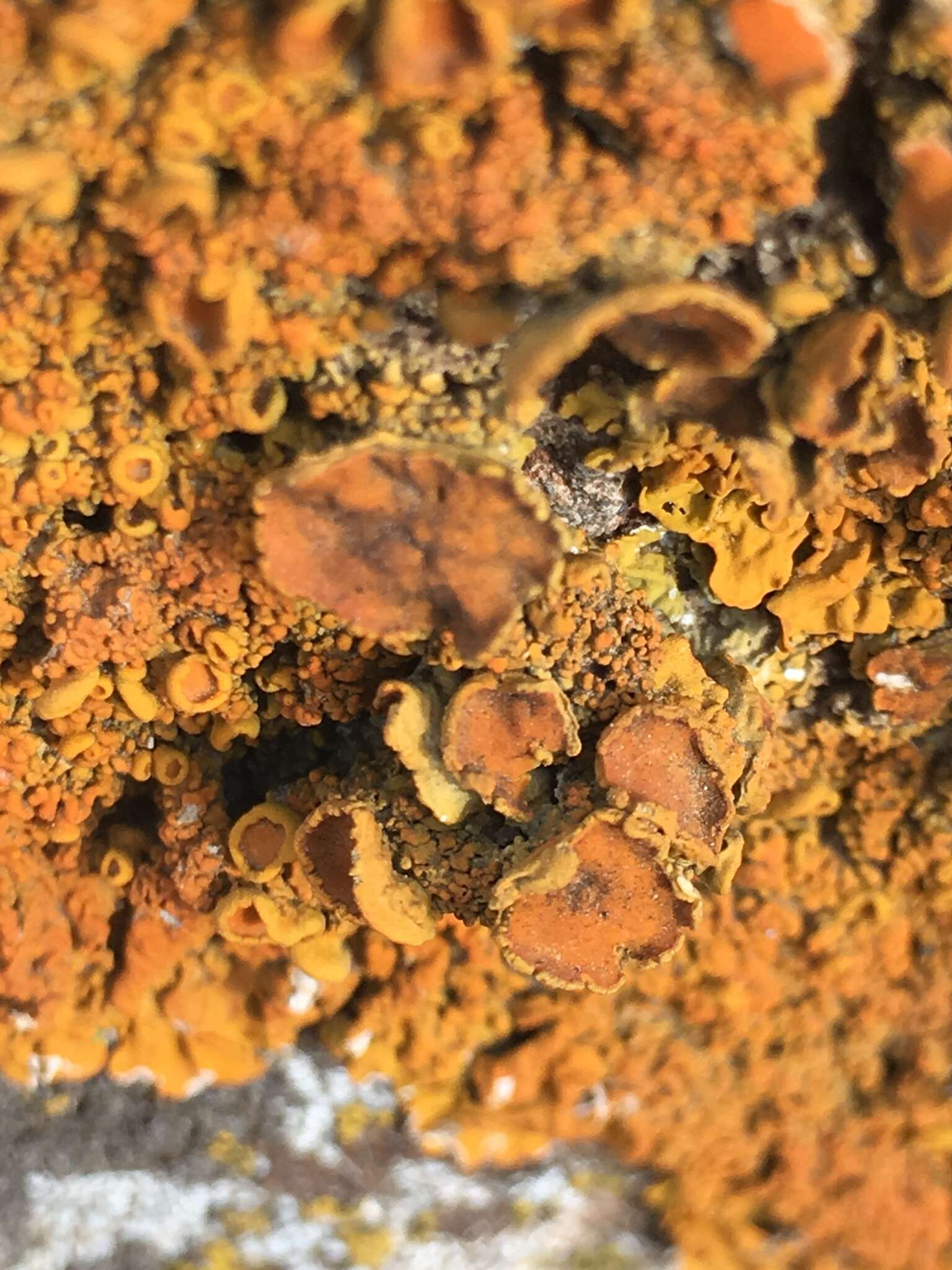 Image of Xanthoria aureola (Ach.) Erichsen