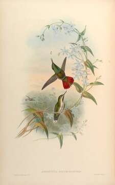 Image of Avocettula Reichenbach 1849