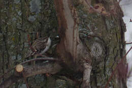 Image of treecreepers