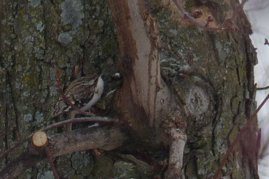 Image of treecreepers