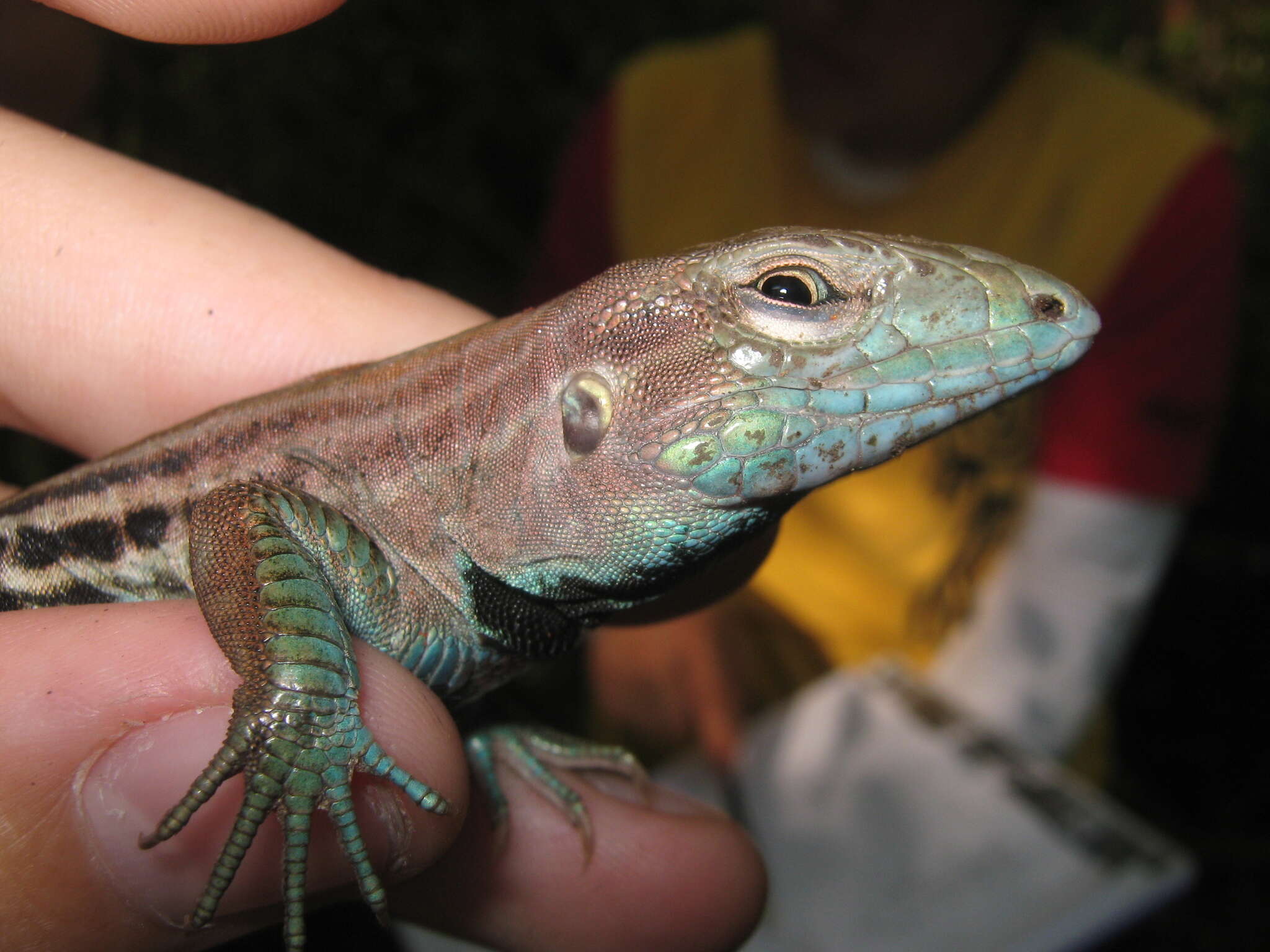 Image of Many-lined Whiptail