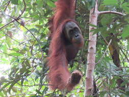 Image of Sumatran orangutan