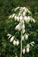 Image of Yucca cernua E. L. Keith