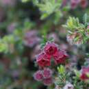 Image of bloodbell heath