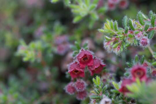 Image of bloodbell heath