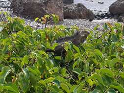 Image of West Indian Iguana