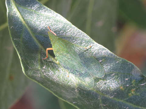 Image de Dictyophara (Euthremma) multireticulata Mulsant & Rey 1855