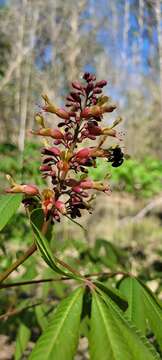 Imagem de Aesculus bushii C. K. Schneid.