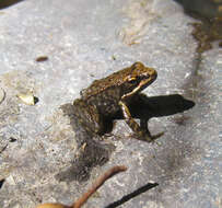 Image of Iberian Frog