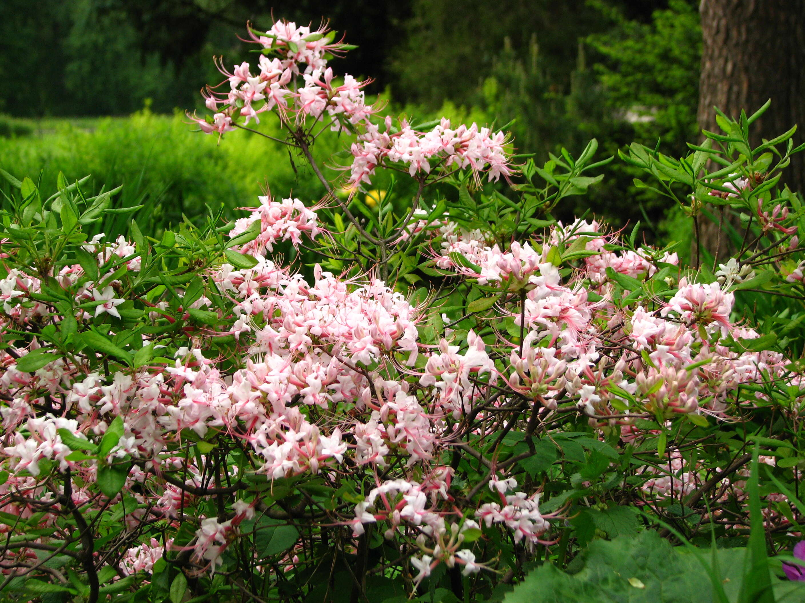 Image of pink azalea