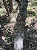 Image of New Mexico maple