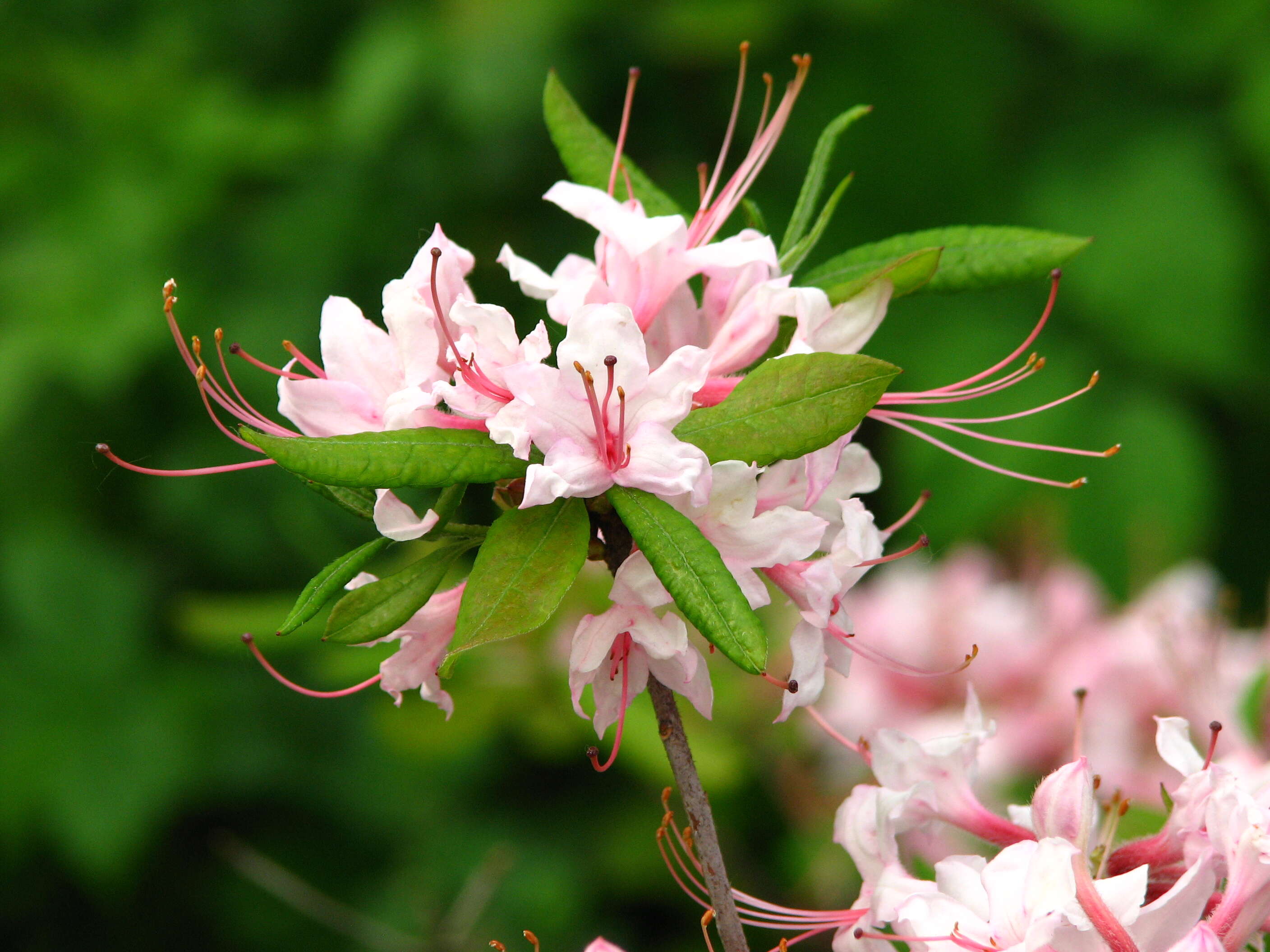 Image of pink azalea