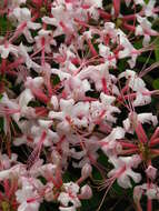 Image of pink azalea