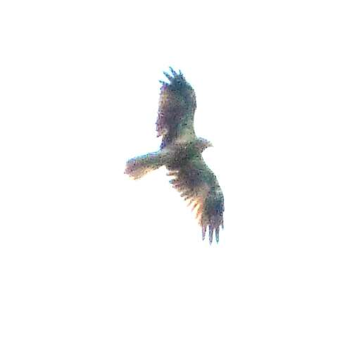 Image of Whistling Kite