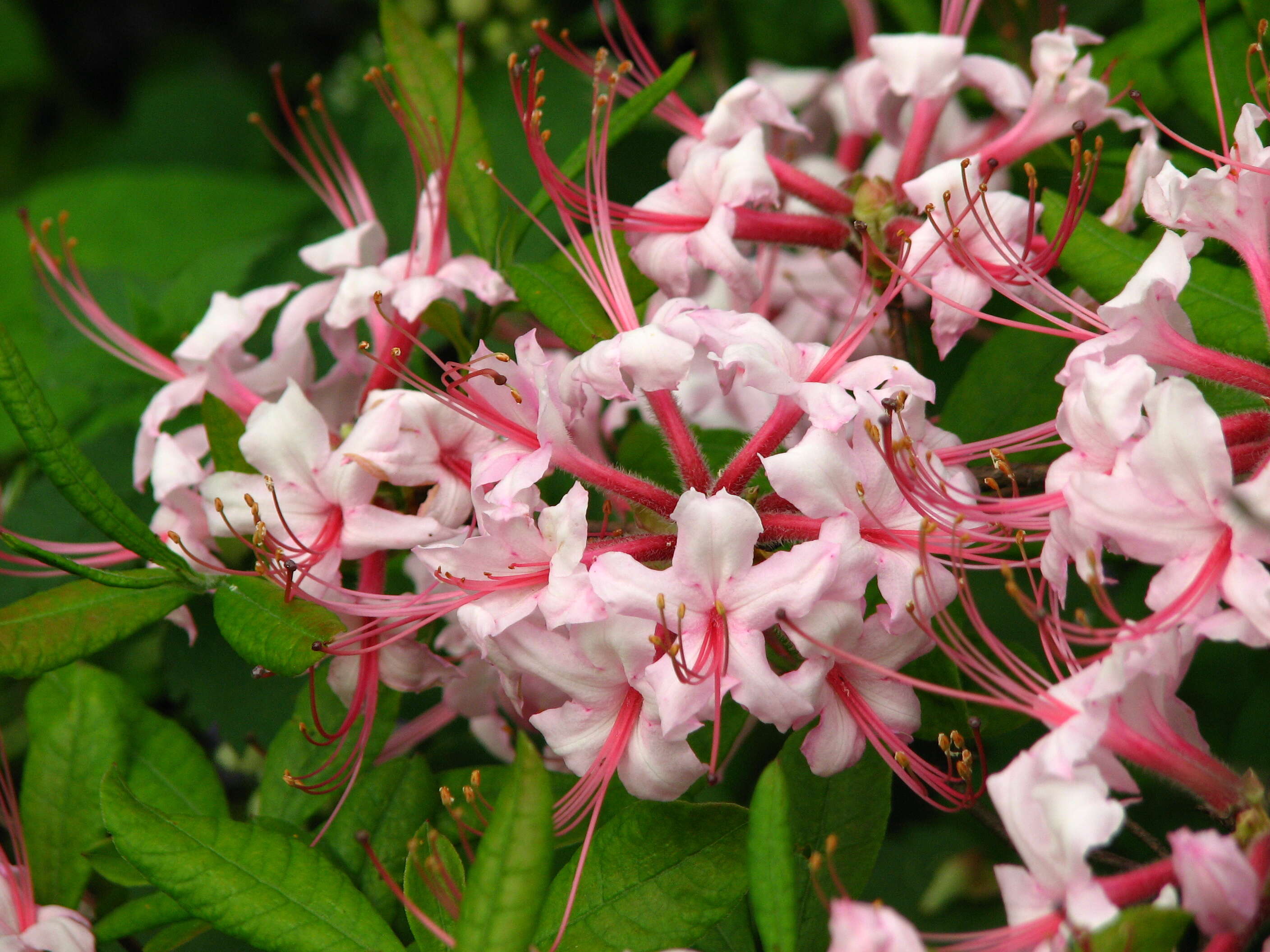 Image of pink azalea