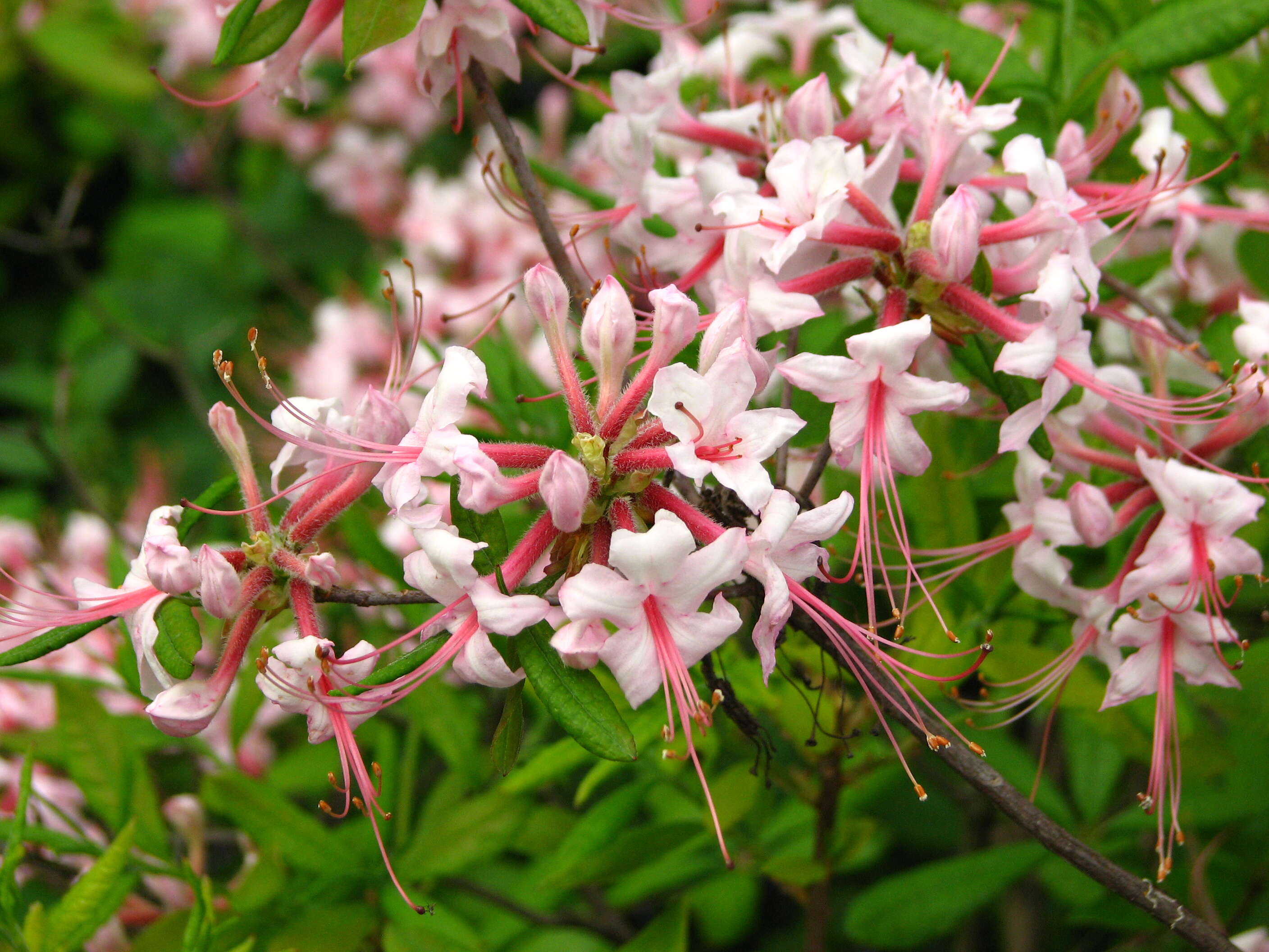 Image of pink azalea