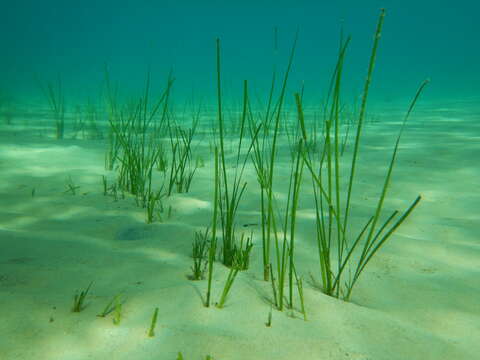 Image of Slender Seagrass