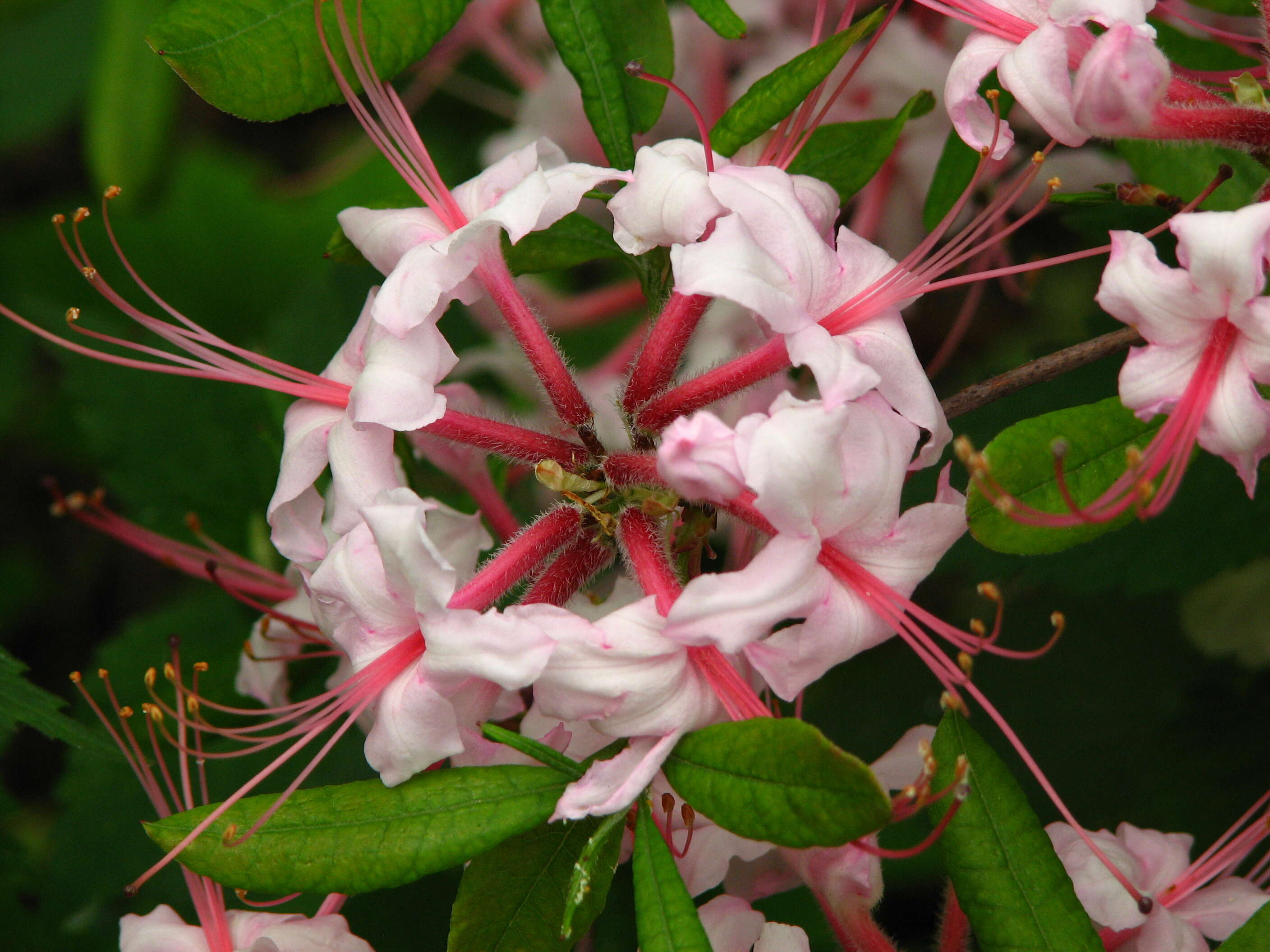 Image of pink azalea