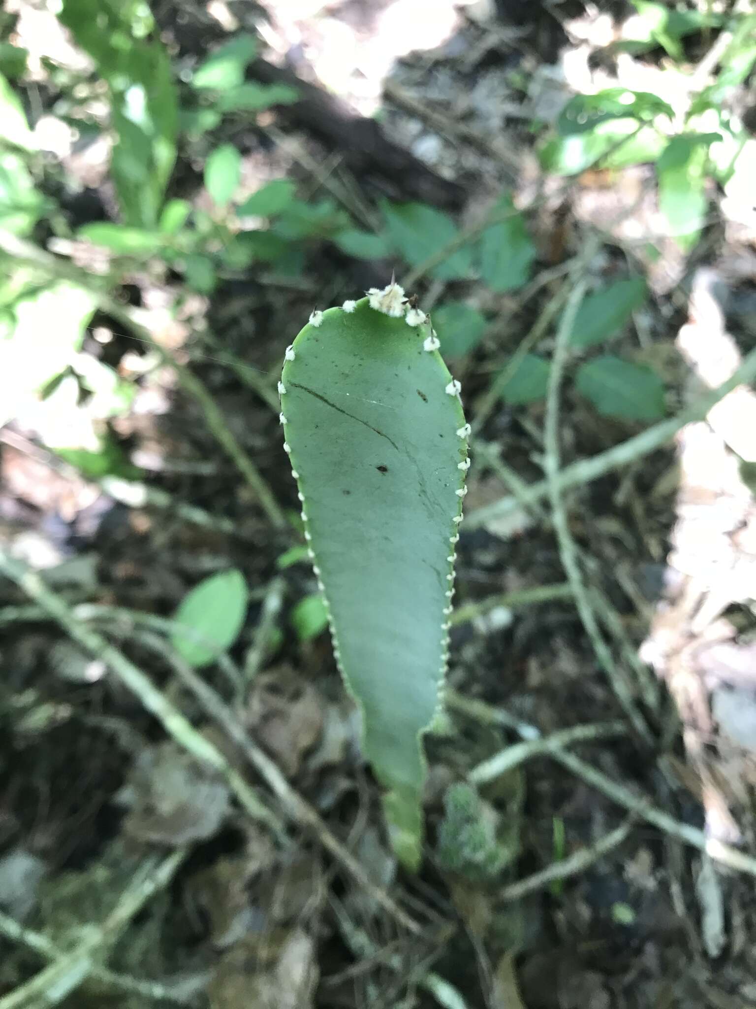 Image of Pachycereus gaumeri Britton & Rose