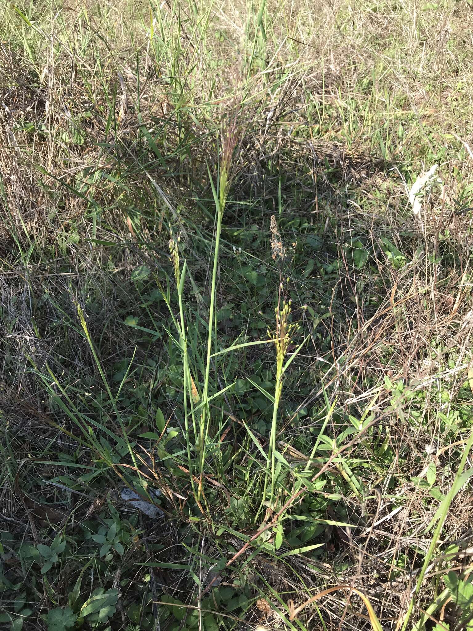 Image de Digitaria cognata (Schult.) Pilg.