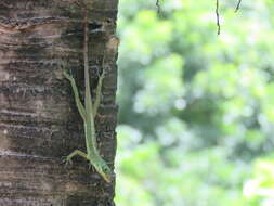 Imagem de Anolis richardii Duméril & Bibron 1837