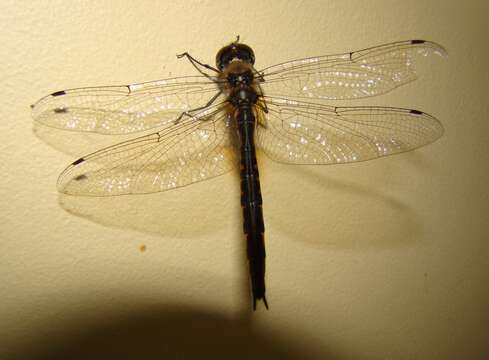 Image of Sentry Dragonfly