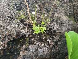 Слика од Erigeron bellioides DC.