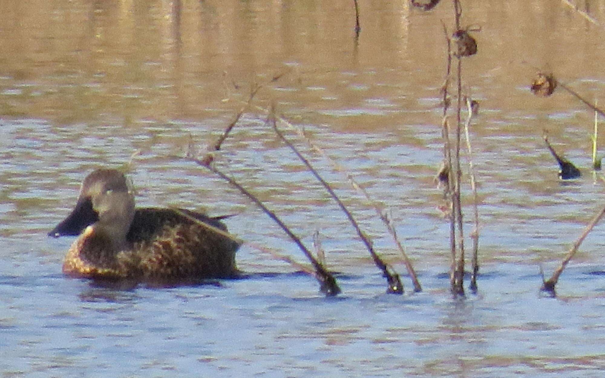 Image of Cape Shoveler