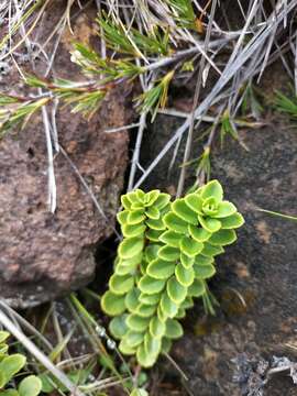 Image of Veronica macrantha var. brachyphylla Cheesem.